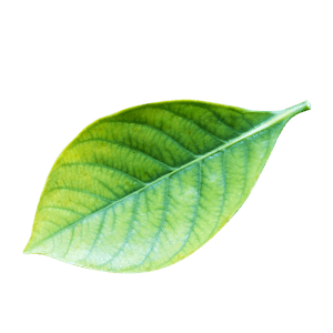Leaf 1